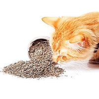Catnip Leaves 100% Natural Cat Nip Treat Resealable Bag Toy Refill, 28g pets tiny