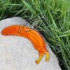 Super Sticky Slimy Slug Stress Relief Stretchy Fun Toy for Kids kids tiny